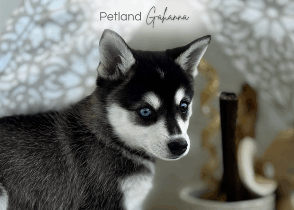 [#251514-03]  - Black / Tan F Alaskan Klee Kai Puppies for Sale