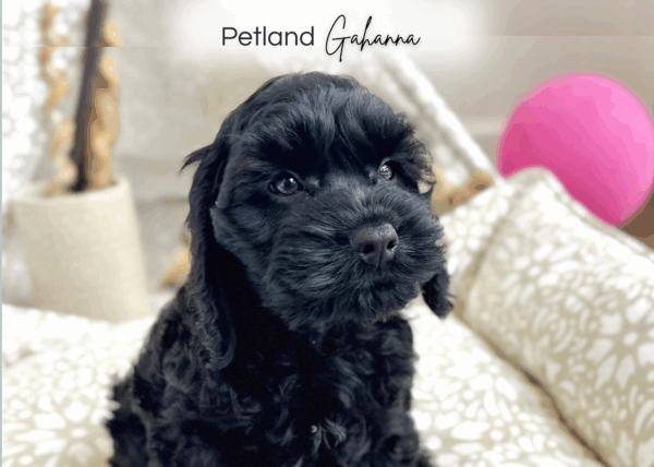 [#251634-09]  - Black F Cock A Poo Puppies for Sale