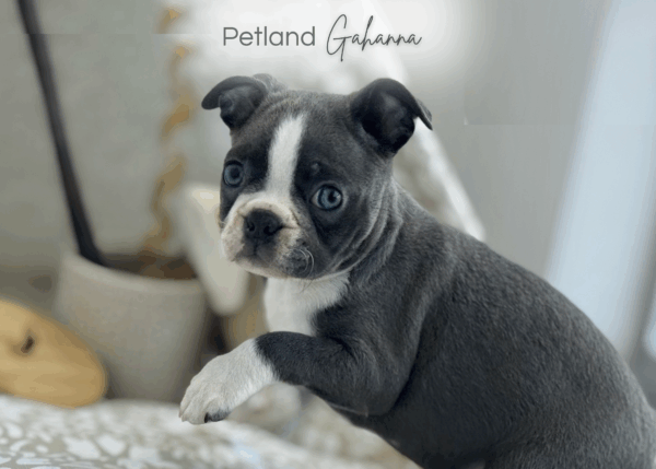 [#251621-04]  - Blue / White F Boston Terrier Puppies for Sale