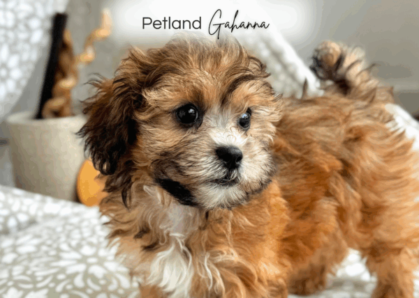 [#251646-07]  - Brown F ShihPoo Puppies for Sale