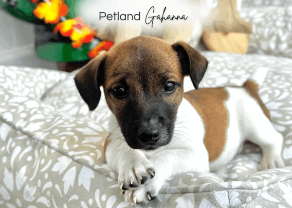 [#251746-02]  - Brown / White M Jack Russell Terrier Puppies for Sale