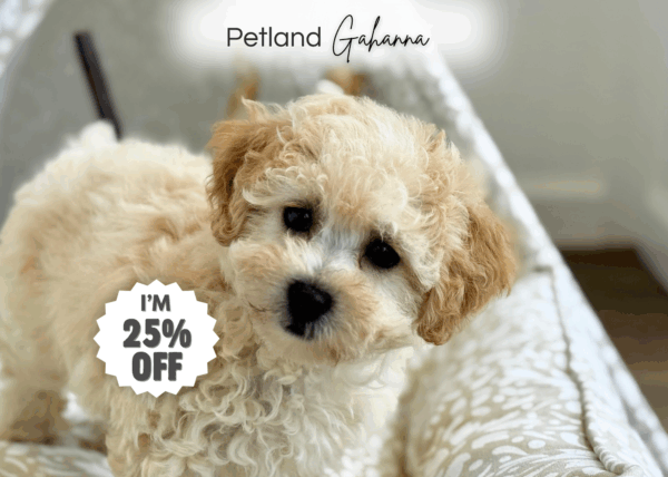 [#251713-02]  - Cream F Bichapoo Puppies for Sale