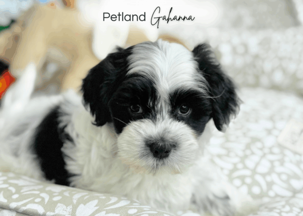 [#251789-04]  - White F Coton de Tulear Puppies for Sale