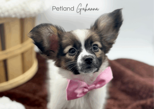 [#25383-04]  - Tri-Colored F Papillon Puppies for Sale