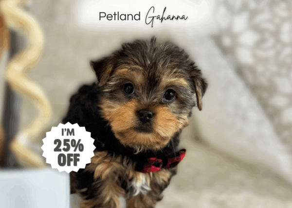 [#251099-03]  - Black / Tan M Yorkshire Terrier Puppies for Sale