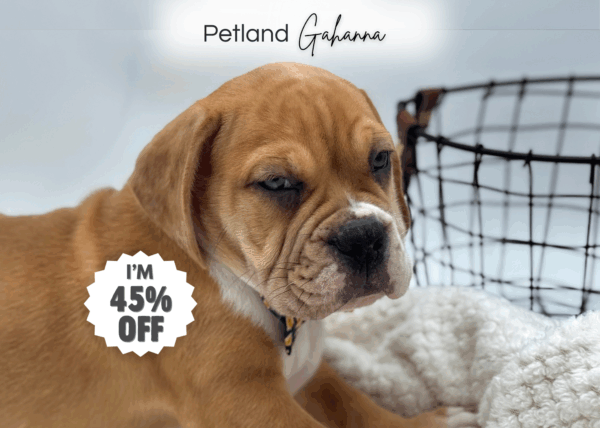 [#251353-03]  - Red Merle / White M Beabull 2nd Gen Puppies for Sale