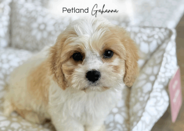 [#251581-04]  - Cream / White F Cavachon Puppies for Sale