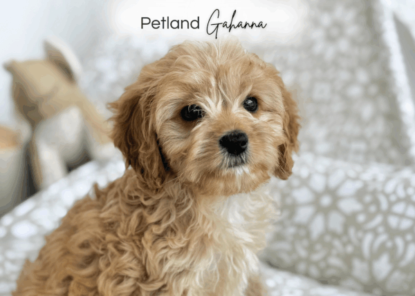 [#251492-04]  - Red / White M Cavapoo Puppies for Sale