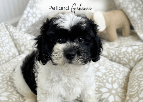 [#251647-01]  - Black / White M ShihPoo Puppies for Sale