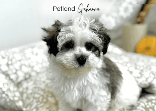 [#251580-01]  - Chocolate Merle M Maltipoo Puppies for Sale