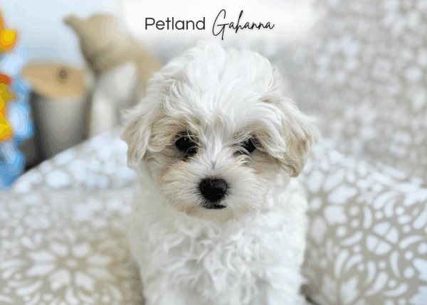 [#251725-04]  - White F Maltipoo Puppies for Sale