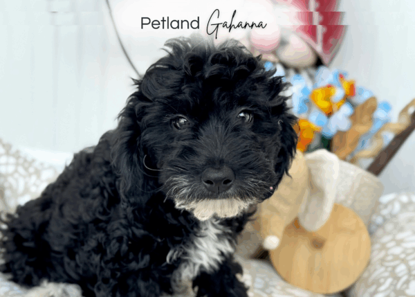 [#251998-04]  - Black M Goldendoodle Mini 2nd Gen Puppies for Sale