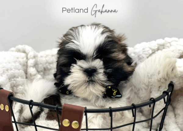 [#251442-01]  - Chocolate / White M Shih Tzu Puppies for Sale