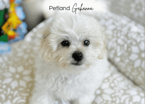 [#251627-05]  - White F Bichon Frise Puppies for Sale