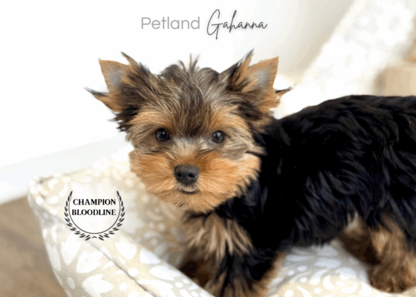 [#251626-02]  - Black / Tan F Yorkshire Terrier Puppies for Sale