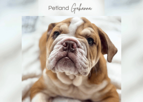 [#25397-03]  - Merle F Bulldog Puppies for Sale