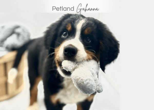 [#251307-01]  - Black M Bernese Mountain Dog Puppies for Sale