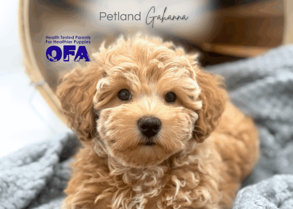 [#251321-03]  - Sable F Schnoodle Puppies for Sale