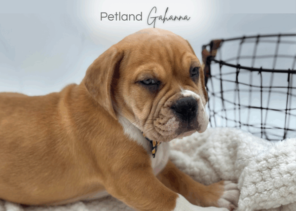 [#251353-03]  - Red Merle / White M Beabull 2nd Gen Puppies for Sale