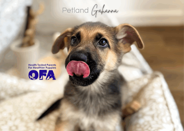 [#251894-02]  - Black / Tan M German Shepherd Dog Puppies for Sale