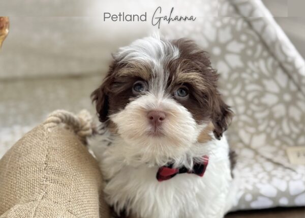 [#251102-02]  - Chocolate / Tan M Havanese Puppies for Sale