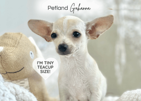 [#251787-01]  - Fawn M Chihuahua Puppies for Sale