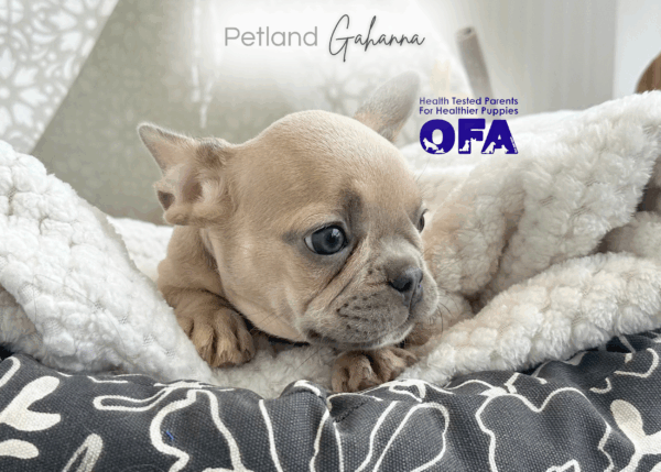 [#251836-07]  - Blue Fawn F French Bulldog Puppies for Sale