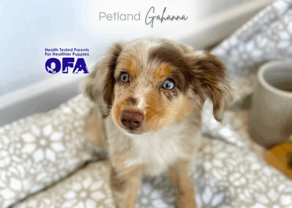 [#251757-03]  - Red Merle M Toy Australian Shepherd Puppies for Sale