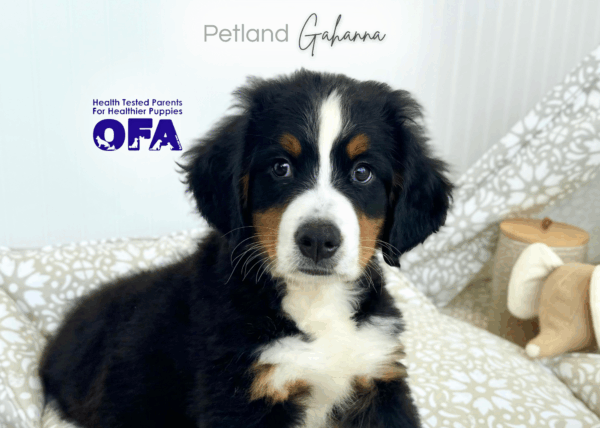 [#251791-01]  - Black M Bernese Mountain Dog Puppies for Sale