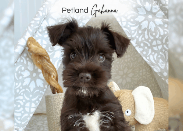 [#252000-05]  - Chocolate F Miniature Schnauzer Puppies for Sale
