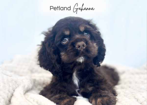[#252101-05]  - Chocolate F Cocker Spaniel Puppies for Sale