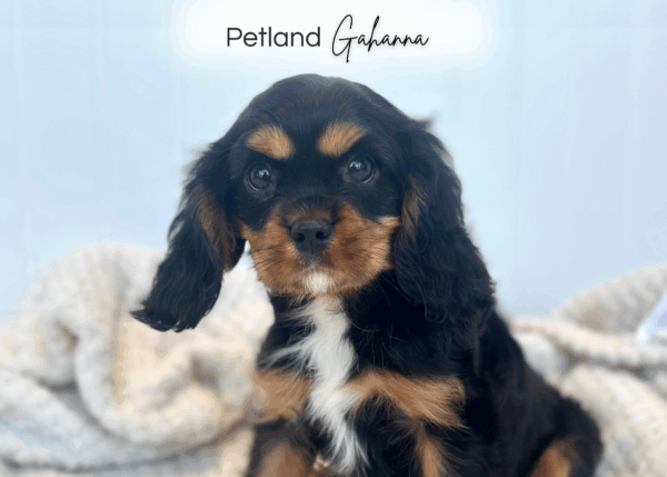 [#252072-03]  - Black / Tan M Cavalier King Charles Spaniel Puppies for Sale