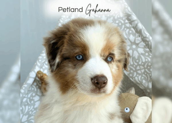[#251769-02]  - Red Merle M Miniature American Shepherd Puppies for Sale