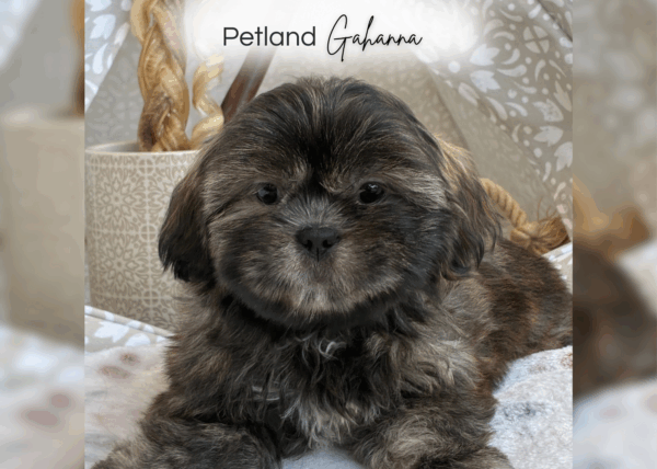 [#251935-04]  - Brindle / White F Shih Tzu Puppies for Sale