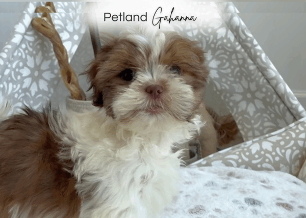 [#251837-08]  - Chocolate / White F Havatzu Puppies for Sale