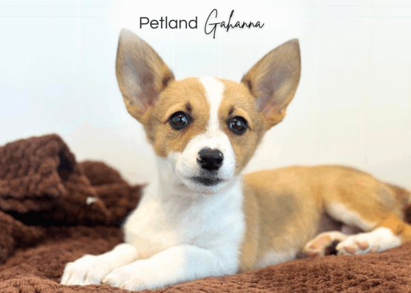 [#251993-06]  - Sable / White F Pembroke Welsh Corgi Puppies for Sale