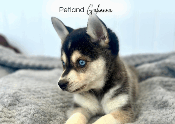 [#252222-01]  - Black / White M Alaskan Klee Kai Puppies for Sale