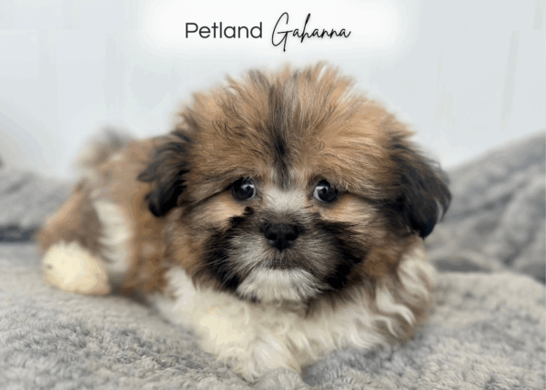 [#252344-03]  - Brown / White M Shiranian Puppies for Sale