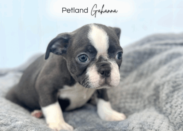 [#252234-02]  - Black / White M Boston Terrier Puppies for Sale
