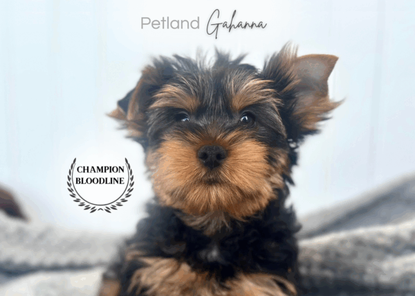 [#252291-01]  - Black / Tan M Yorkshire Terrier Puppies for Sale