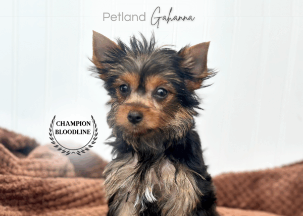 [#252288-04]  - Black / Tan F Yorkshire Terrier Puppies for Sale