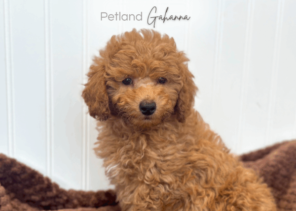 [#252330-05]  - Red F Poodle Puppies for Sale