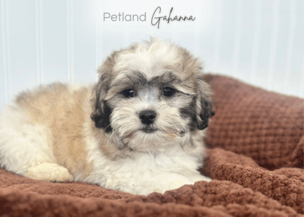 [#252218-03]  - Brown / White M Teddy Bear Puppies for Sale