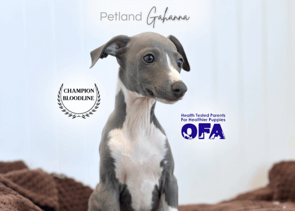 [#252124-05]  - Blue M Italian Greyhound Puppies for Sale