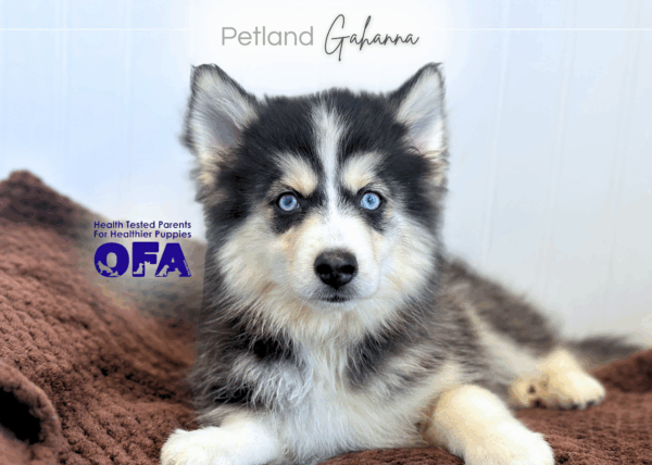 [#251953-05]  - Gray / White F Pomsky Puppies for Sale