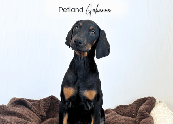 [#252117-07]  - Black / Rust F Doberman Pinscher Puppies for Sale