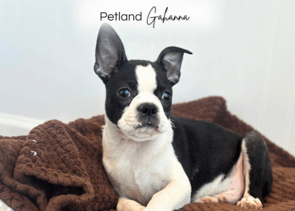 [#251850-02]  - Black / White M Boston Terrier Puppies for Sale
