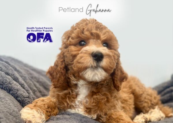 [#252615-06]  - Apricot F Goldendoodle Mini 2nd Gen Puppies for Sale