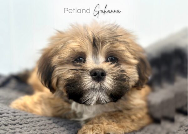 [#252509-02]  - Brindle M Lhasa Apso Puppies for Sale