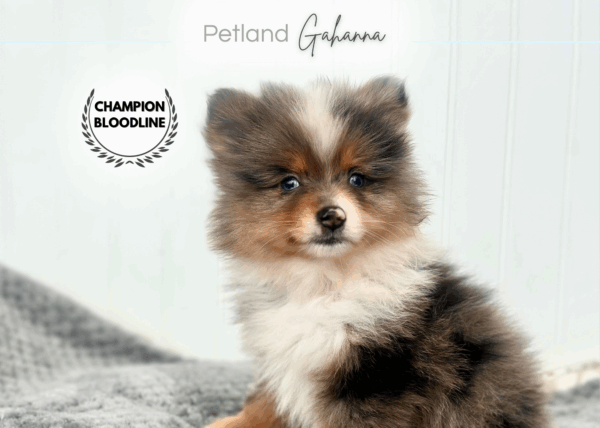 [#252598-02]  - Blue Merle M Pomeranian Puppies for Sale